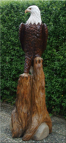 wei�kopf seeadler
